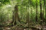 Approvato il nuovo documento esecutivo di programmazione forestale