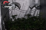 Caposele – Filiera “indoor” per la produzione di marijuana, indagano i Carabinieri