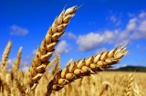 Coldiretti – Azzerato import grano canadese per pasta