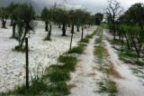 Benevento – Campagnuolo (FI): “Subito lo stato di calamità naturale”