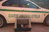 Avellino – La Gadit salva tre gattini abbandonati