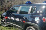 Monteverde – Sedici cinghiali detenuti illecitamente: i Carabinieri Forestali denunciano 2 persone