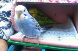Avellino – Accattonaggio con pappagallini