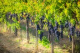 Castelfranci – I Percorsi del Vino