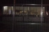 Tigri in gabbie troppo piccole nel circo attendato a Castel Morrone
