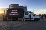 Il Parlamento Europeo vota il divieto del trasporto di animali al di fuori dell’UE