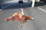 Autostrada Napoli-Salerno, cavallo in fuga muore schiantandosi contro un camion