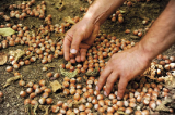Nocciole, agronomi irpini: Incremento del settore corilicolo