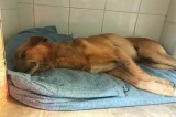 Montemiletto – Uccisi tre cani in meno di una settimana