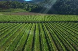 Avellino – Incontro tra agronomi ed enologi