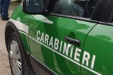 Quindici – Carabinieri Forestali denunciano una 50enne