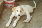 L’associazione “Amici del Cane” cerca adozione per Luce e Dafne L’associazione “Amici del Cane” cerca adozione per Luce e Dafne