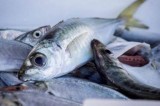 Consumi, Coldiretti: in Italia stranieri 8 pesci su 10
