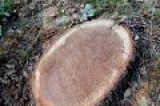 Mirabella Eclano –  Abbattimento illecito di alberi secolari