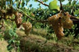 Consorzio viticoltori degli otto comuni del Greco di Tufo