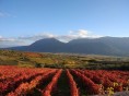 L’azienda agricola Mastroberardino rafforza l’impegno strategico nella viticoltura irpina di alto pregio