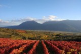 L’azienda agricola Mastroberardino rafforza l’impegno strategico nella viticoltura irpina di alto pregio