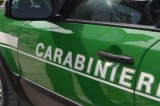 Carabinieri Forestale di Avellino – Rinvenimento dispositivo per richiamo avifauna