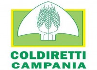 Vendemmia 2022: Coldiretti Campania, produzione +4% ma +35% costi