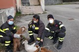 I vigili del fuoco di Avellino mettono in salvo due capre ed un agnellino