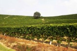 Regione Campania: Maisto nel gruppo di lavoro “Misure agroambientali e forestali”