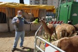 Operazione solidarietà della Coldiretti: sos per 2mila tigri, zebre e giraffe Operazione solidarietà della Coldiretti: sos per 2mila tigri, zebre e giraffe