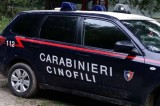 Serino (Av) – controlli dei carabinieri con unità cinofile: arrestati un 19enne e un 50enne per spaccio