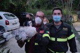 Vigili del Fuoco di Avellino: recuperato pavone su un albero