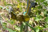 Federazione Agronomi Campania: Freddo e gelate, i danni nel settore agricolo della Campania