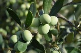 L’Olivicoltura campana protagonista del webinar “I paesaggi olivicoli italiani – biodiversi e identitari”. L’Olivicoltura campana protagonista del webinar “I paesaggi olivicoli italiani – biodiversi e identitari”.