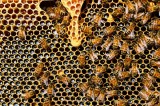 Giornata api – Coldiretti: crolla del 30% raccolto miele