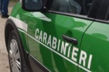 Controllo da parte dei carabinieri forestali: Denunciate 7 persone