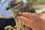 Solofra (Av) – Polizia Municipale soccorre un falco