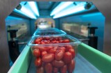 Battipaglia (Sa), la rivoluzione finagricola incontra il mercato Battipaglia (Sa), la rivoluzione finagricola incontra il mercato