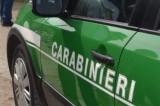 Carabinieri Forestali, continuano i controlli sul territorio Carabinieri Forestali, continuano i controlli sul territorio
