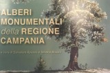 Fontanarosa – La Rovella tra i 200 alberi più antichi della Campania