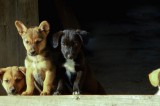 Bisaccia (Av) – Cuccioli di cane abbandonati