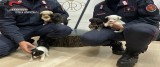 Lacedonia (Av) – Salvati dai Carabinieri Forestali cinque cuccioli di cane