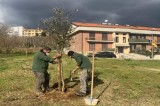 Avellino – Piantati nuovi alberi per rinfoltire il verde pubblico
