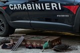 Uccellagione: denunciato un 60enne Uccellagione: denunciato un 60enne