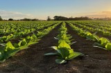 Confagricoltura Campania: accordo BAT–MASAF Confagricoltura Campania: accordo BAT–MASAF