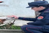 Monteforte Irpino (AV), denunciato per maltrattamento di animali Monteforte Irpino (AV), denunciato per maltrattamento di animali