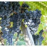 aglianico