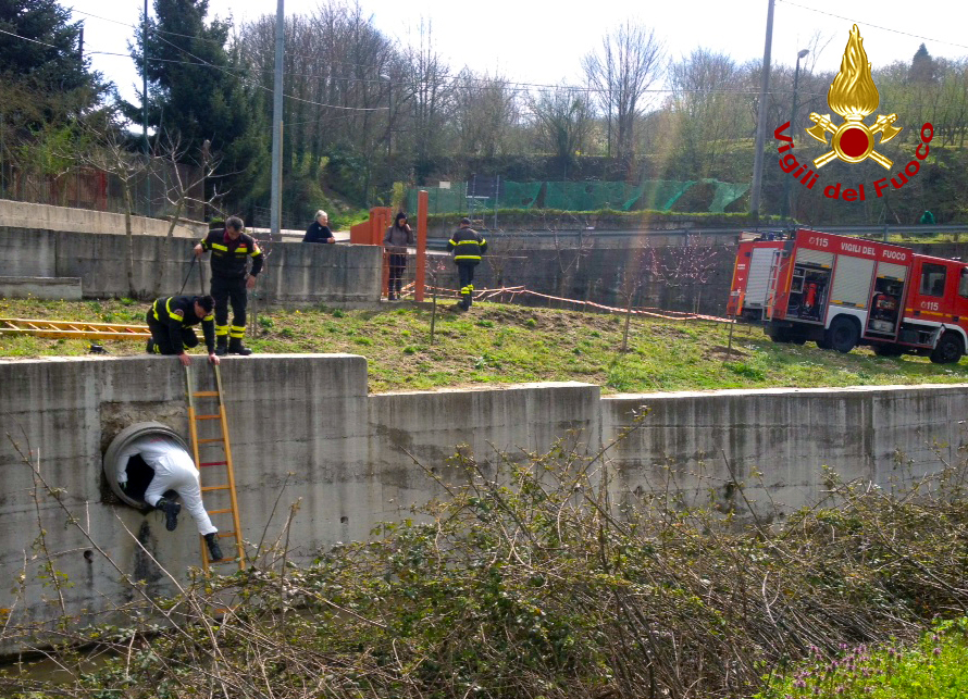 SALVATAGGIO CAGNOLINI LOGATA