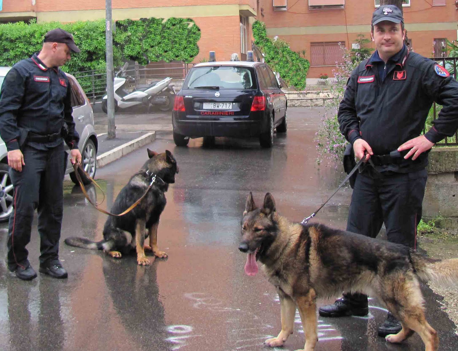 carabinieri cinofili