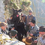 cattura dell'orso