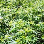 Marijuana-Field