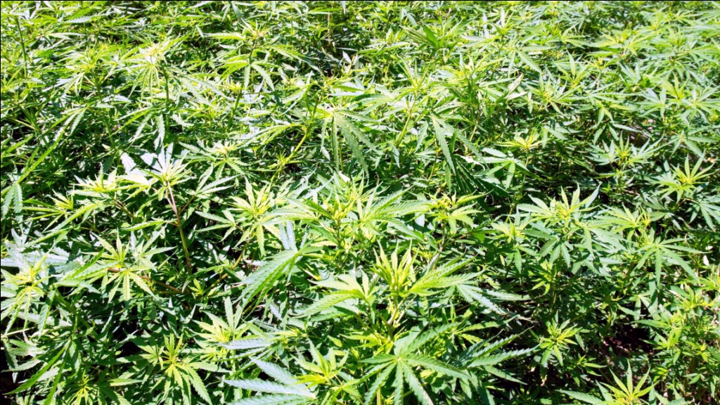 Marijuana-Field