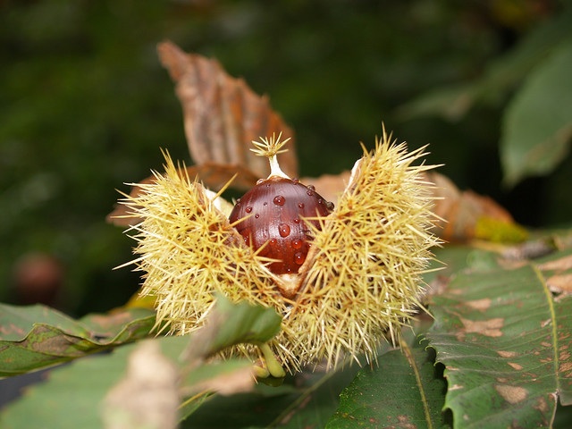 castagna_4