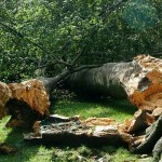 alberi